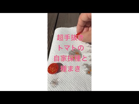  2023年にトマトをいつどのように播種するか？初心者の庭師のための完全なガイド  庭園