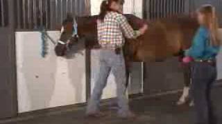 preview picture of video 'From Ground To Saddle Series: Grooming'