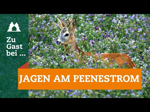 Blattjagd | Reifen Sechser-Bock erlegt | Zu Gast bei … Jagen am Peenestrom | Brunft | Roe Buck Hunt