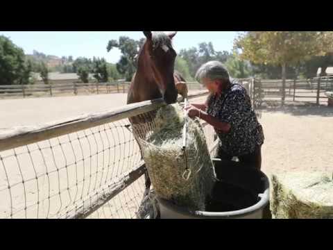 Freedom Feeder Extended Day Slow Feed Hay Net Horse Com