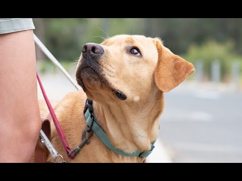 Fundação Petstock – A Jornada de Caridade