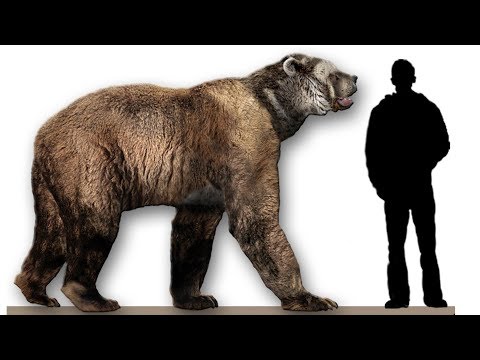 Biggest Bear Ever Stood 11 Feet Tall Upright, Could Run 40 Mph