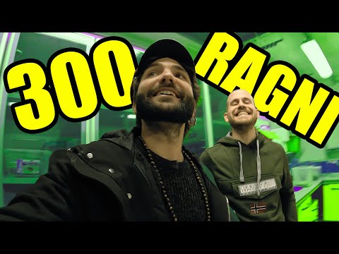 Nel laboratorio dei ragni - ARACNOFILIA