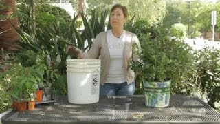How to Fertilize Blueberries: Ammonium Sulfate : Garden Space