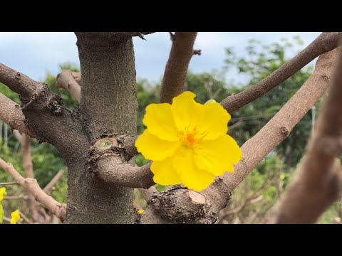 Những gốc mai đẹp ở làng mai bình lợi