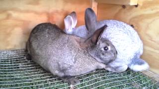 Rabbit mating