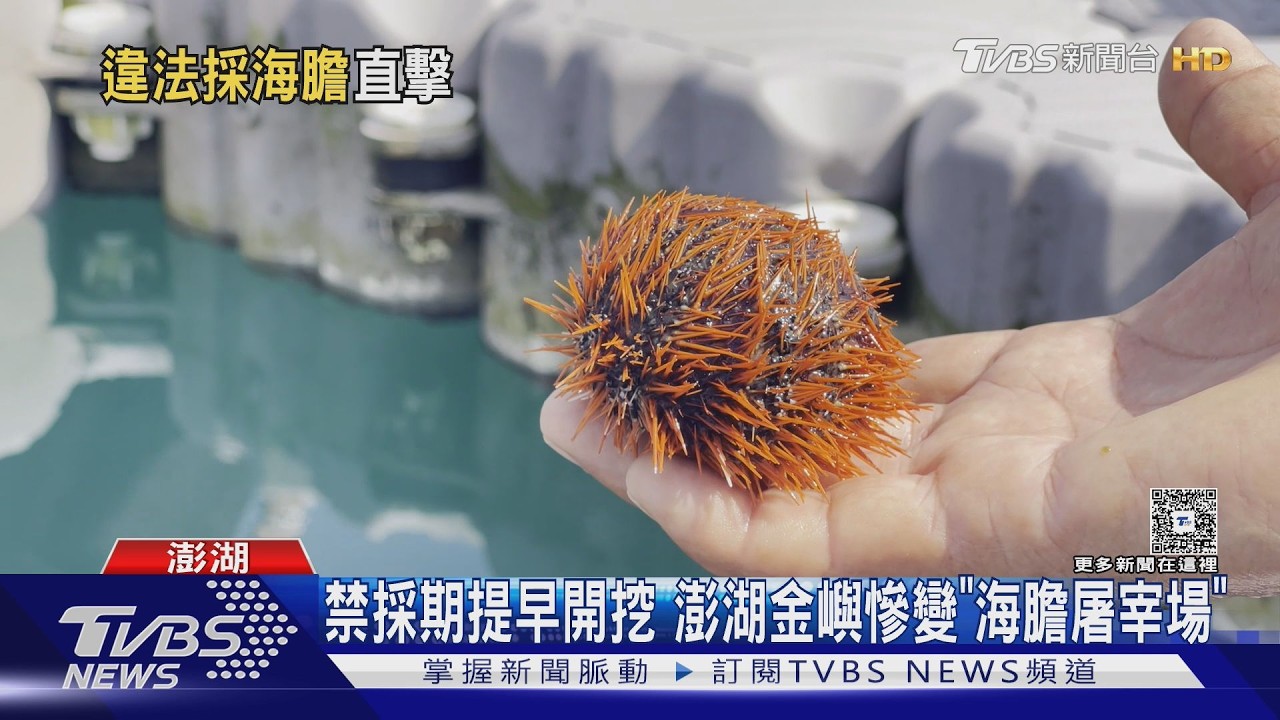 影音／澎湖海膽禁捕期遭盜採！海灘驚見「滿地殘殼」　疑不肖人士違規採挖