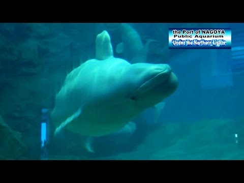 Port of NAGOYA Public Aquarium Series: Under the Northern Lights　(英語版　名古屋港水族館・オーロラの海)
