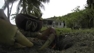 preview picture of video 'Crab Steals GoPro'