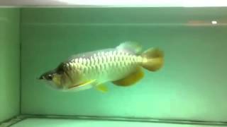 King arowana