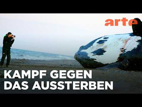 Nordatlantische Glattwale | Die letzten ihrer Art Reupload | ARTE Fernweh