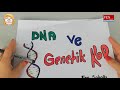 8. Sınıf  Fen ve Teknoloji Dersi   Adaptasyon (Çevreye Uyum) Merhaba ben Tuğçe,Bugün sizlere DNA ve Genetik Kod konu anlatımını yaapıyorum#lgs#dnavegenetikkod #fenbilimleriFen Sokağı ... konu anlatım videosunu izle