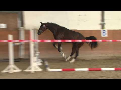 29. Mecklenburger Körtage - Kat. Nr. 62 Hengst v. Coupie