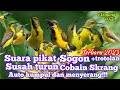 SUARA PIKAT SOGON SUSAH TURUN KOMBINASI SUARA ANAKAN SOGON MENJERIT