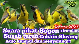 Download lagu SUARA PIKAT SOGON SUSAH TURUN || KOMBINASI SUARA ANAKAN SOGON MENJERIT mp3