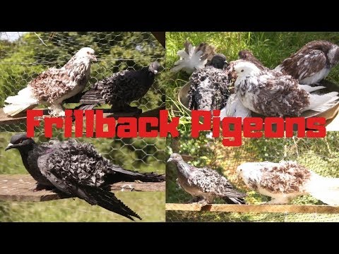 Pigeon with naturally curly feathers