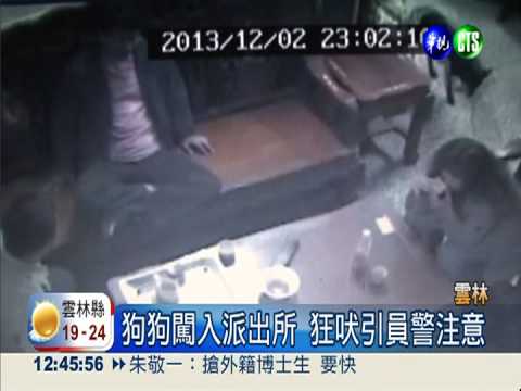 狗狗闖入派出所 狂吠引員警注意