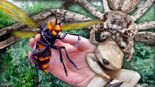 These HORRIFYING Japanese Bugs Will Keep You Awake at Night