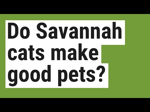 Do Savannah cats make good pets?