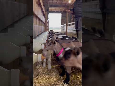 desperate goat kids feed at once