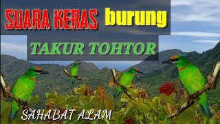 Download lagu Takur tohtor gacor keras di alam bebas, kombinasi burung liar  ||  SAHABAT PETUALANG mp3