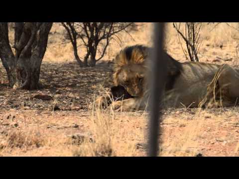 Lions eating||  Meatball & Gobbelina at Naankuse