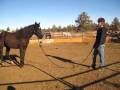 Part 2 - Horse Behavior Study - Getting Equality with ...