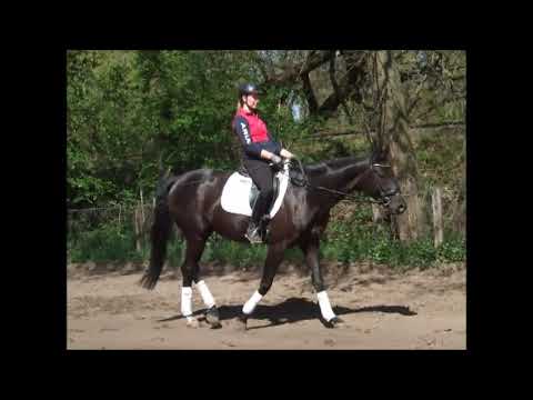 DANTINA 5j. v. Dante Weltino - Sir Donnerhall I VB 10.000,- Euro