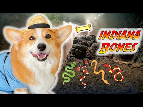 Dog Searches for Legendary TREASURE!
