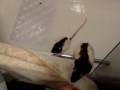 BATH TIME FUN WITH NATTY AND HER RATTYS