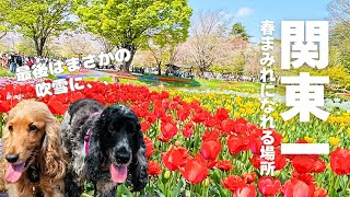 【お散歩スポット巡り#49】関東一春まみれになれる場所～国営昭和記念公園　イングリッシュコッカースパニエル「みみ」 の気持ち