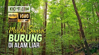 Download lagu Merdu Suara Kicauan Burung Di Hutan Alam Liar mp3 Download lagu Merdu Suara Kicauan Burung Di Hutan Alam Liar mp3