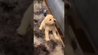 ☆Super Cute Animals☆Cute cats and funy dogs＆cat　videos compilation2021C㉔#Shorts