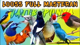 Download lagu Masteran kacer gacor fishing rods full of luxury shots, the best for long duration mp3