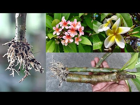 Método SUPER FÁCIL de cultivar Plumeria (Champa) a partir de mudas