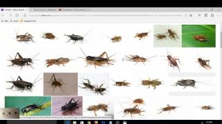 CRICKETS make CHIRP sound HOW???  Hind Legs or Wings?  Mandela Efffect