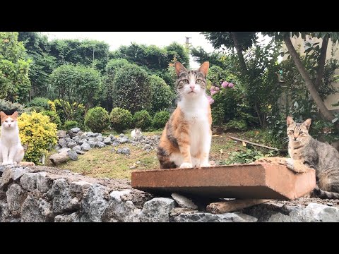 My Biggest Dream For Our Outdoor Cats Finally Came True !!
