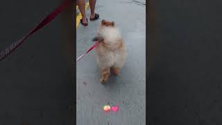 ぷりぷり🍑　ポメラニアンのおしり