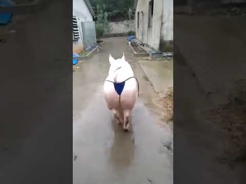 Das Slip Schwein