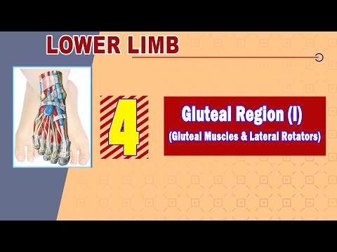 𝟎𝟒. 𝐆𝐥𝐮𝐭𝐞𝐚𝐥 𝐫𝐞𝐠𝐢𝐨𝐧 (𝐈) (𝐆𝐥𝐮𝐭𝐞𝐚𝐥 𝐦𝐮𝐬𝐜𝐥𝐞𝐬 + 𝐒𝐡𝐨𝐫𝐭 𝐥𝐚𝐭𝐞𝐫𝐚𝐥 𝐡𝐢𝐩 𝐫𝐨𝐭𝐚𝐭𝐨𝐫𝐬)