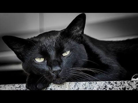 BLACK O BLACK CAT MUSIC 🎶