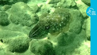 דיונון רוקחים פרעוני (Sepia pharaonis) נצפה בפלמחים