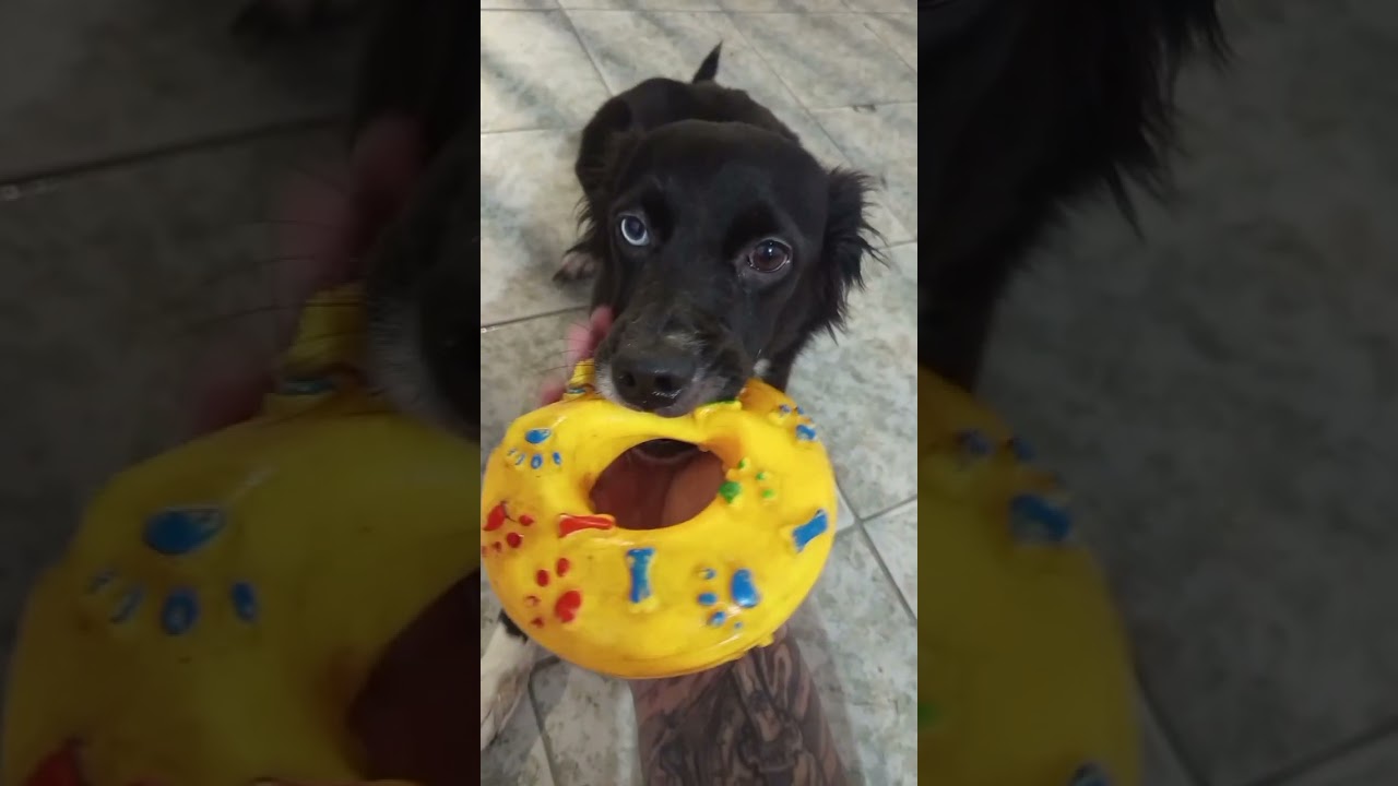 Cachorro raça SRD-ViraLata idade 3 anos nome Queen ??