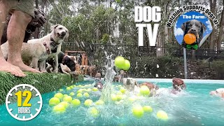 Dog Daycare TV: Dogs Playing at Daycare 🐶 Anti Anxiety Music for Dogs 🎵 Videos for Dogs to Watch