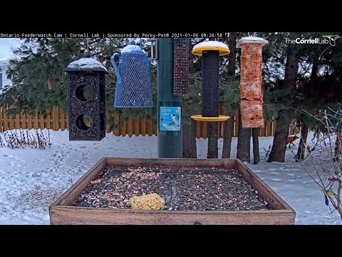 Acrobatic Red Fox Climbs A Conifer Behind Ontario FeederWatch Cam – Jan. 6, 2021