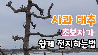 사과 대추나무 가지치기 꿀팁!  초보자도 기본 알면 쉽다. 대추 벌레 안먹게 하기