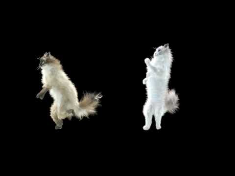 Damon Paul - Dancing