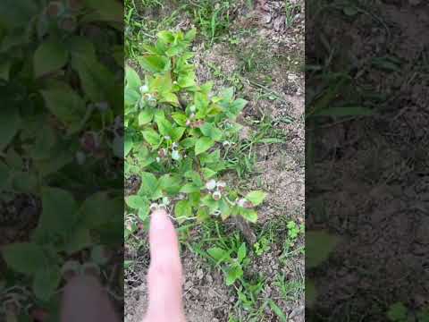 園芸 一般的なブルーベリー、ワイルドブルーベリー