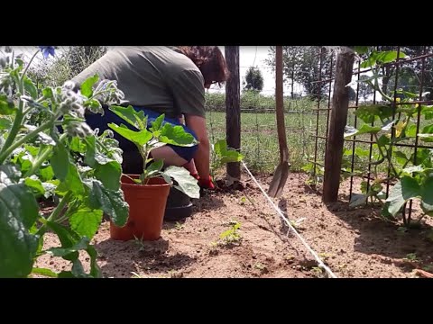 , title : 'Aubergines en tomaten uitplanten #10'