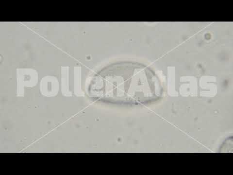 Allium nigrum Polar WM LMD9265